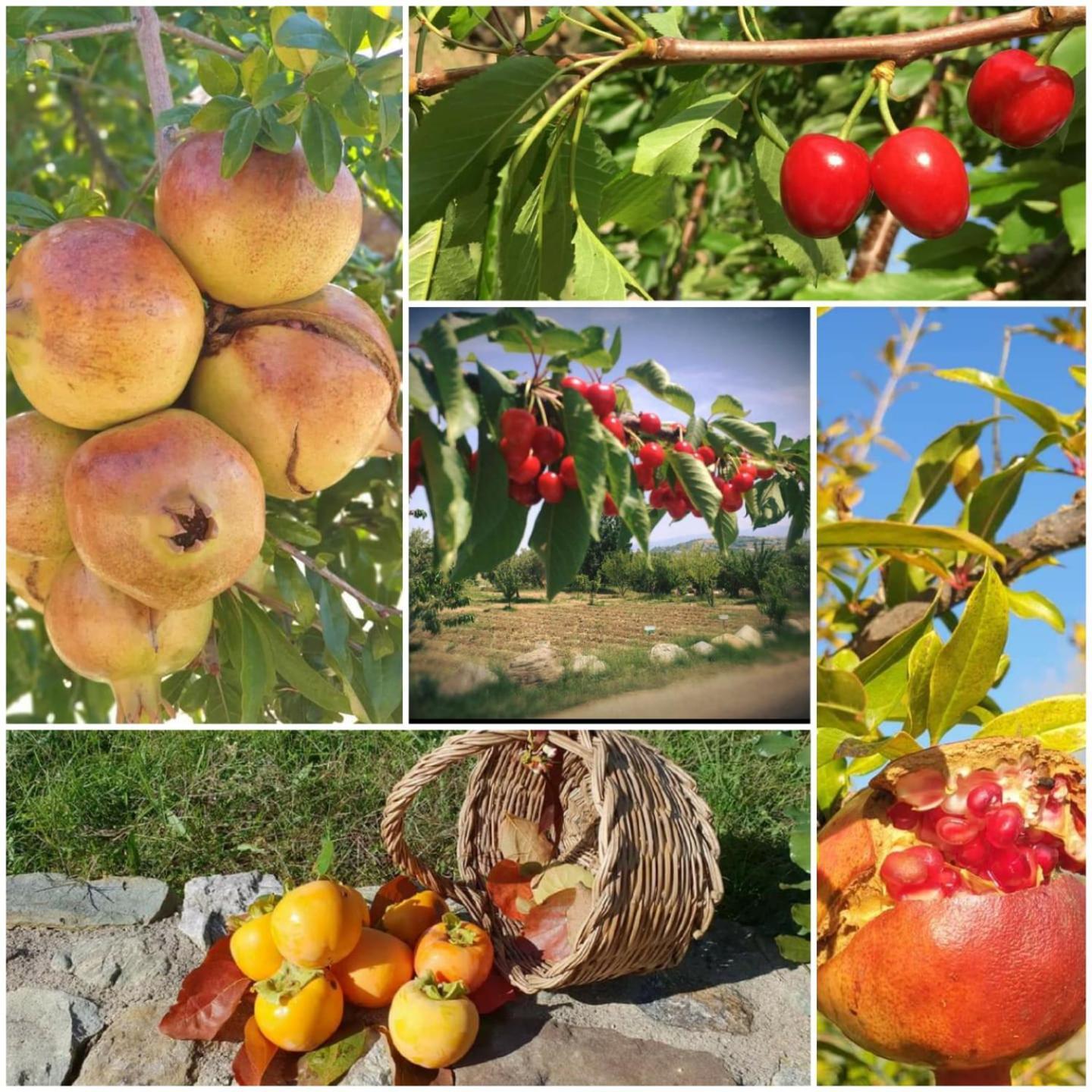 Agri Art Villa San Benedetto Ullano Kültér fotó
