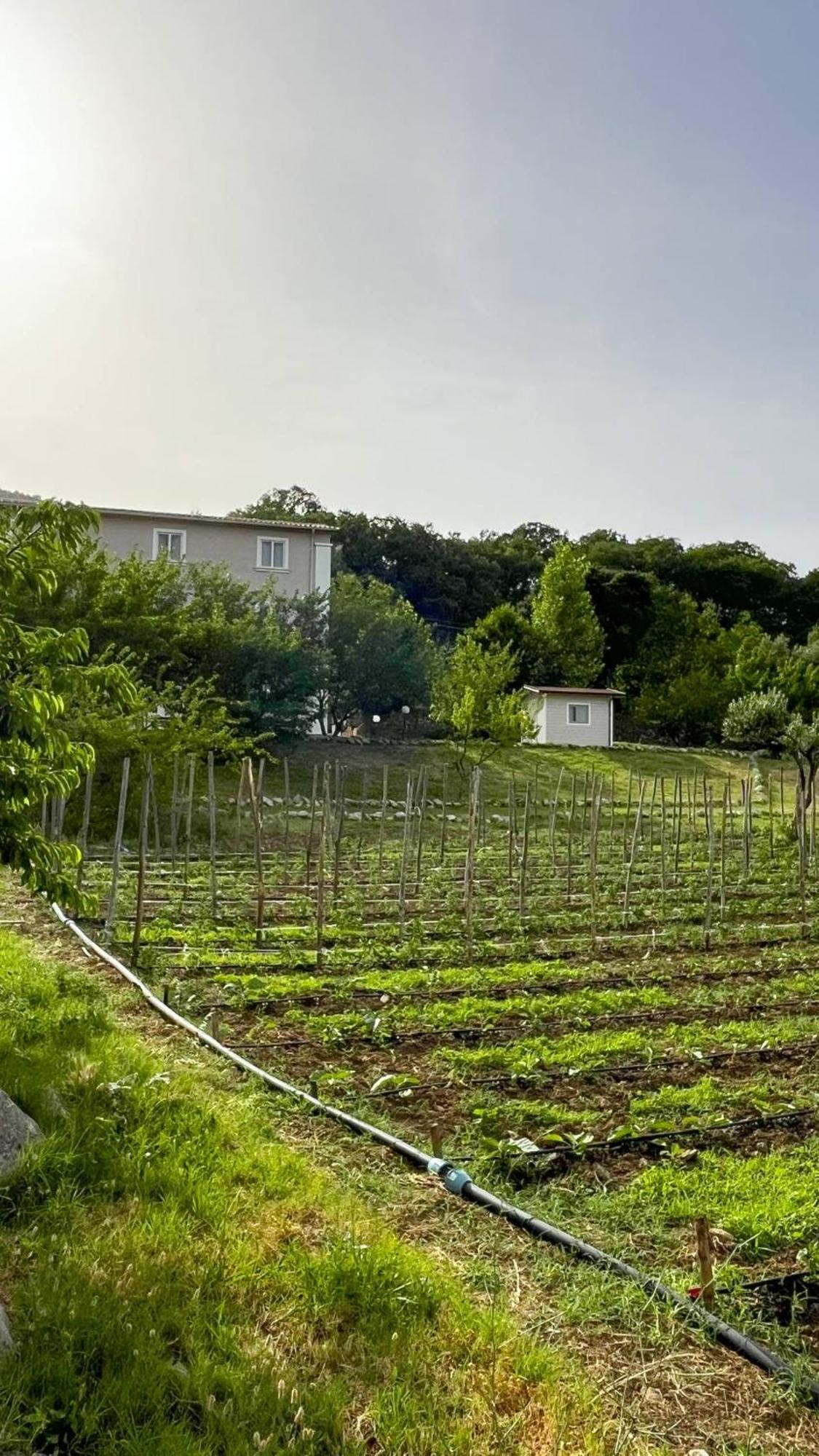 Agri Art Villa San Benedetto Ullano Kültér fotó